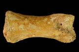 Fossil Theropod Phalange (Toe Bone) - Morocco #144819-2